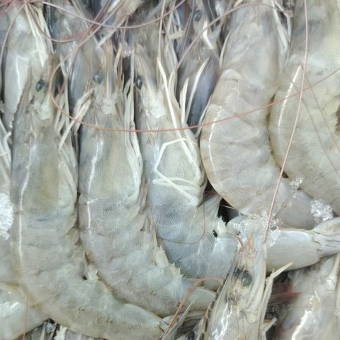  TÔM THẺ THIÊN NHIÊN 