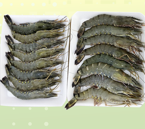  Tôm sú thiên nhiên Cà Mau 